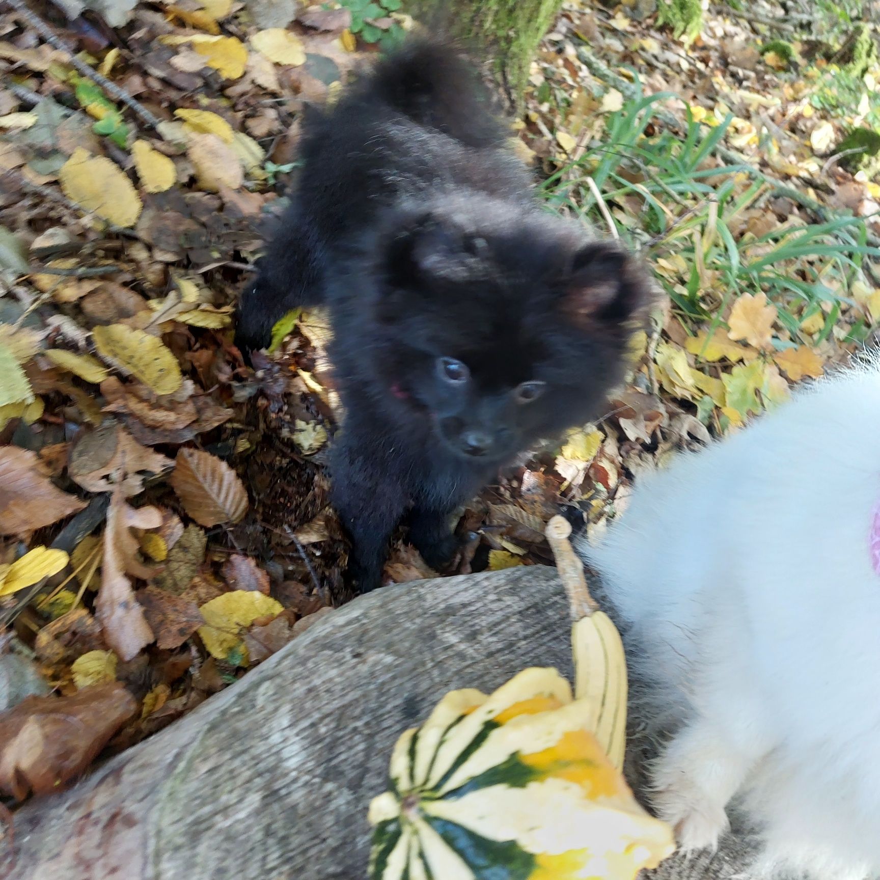 Szpic miniaturowy pomeranian suczka