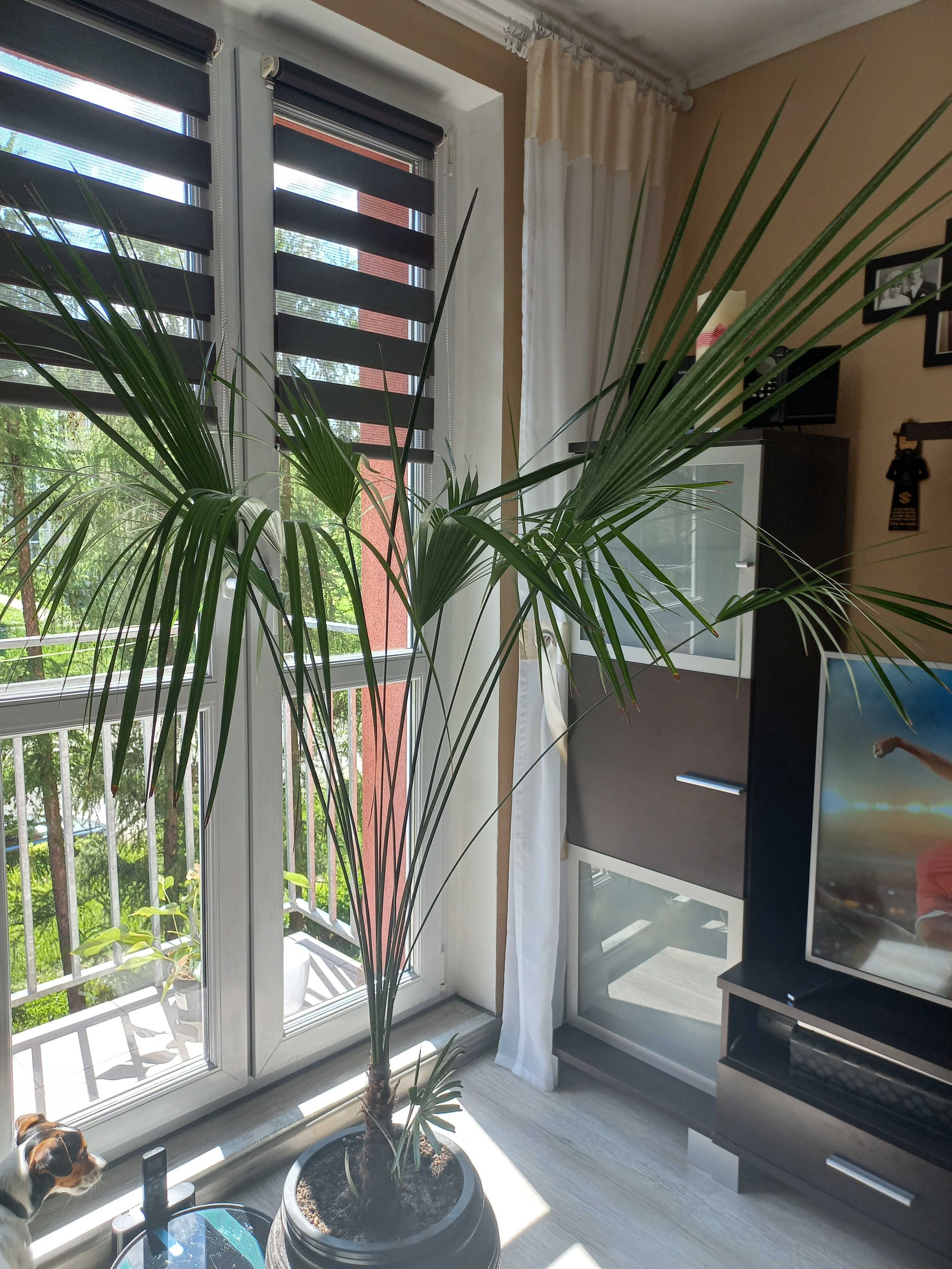 Palma kwiat doniczkowy 180cm