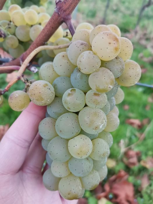 Owoce winogrona na wino soki przetwory