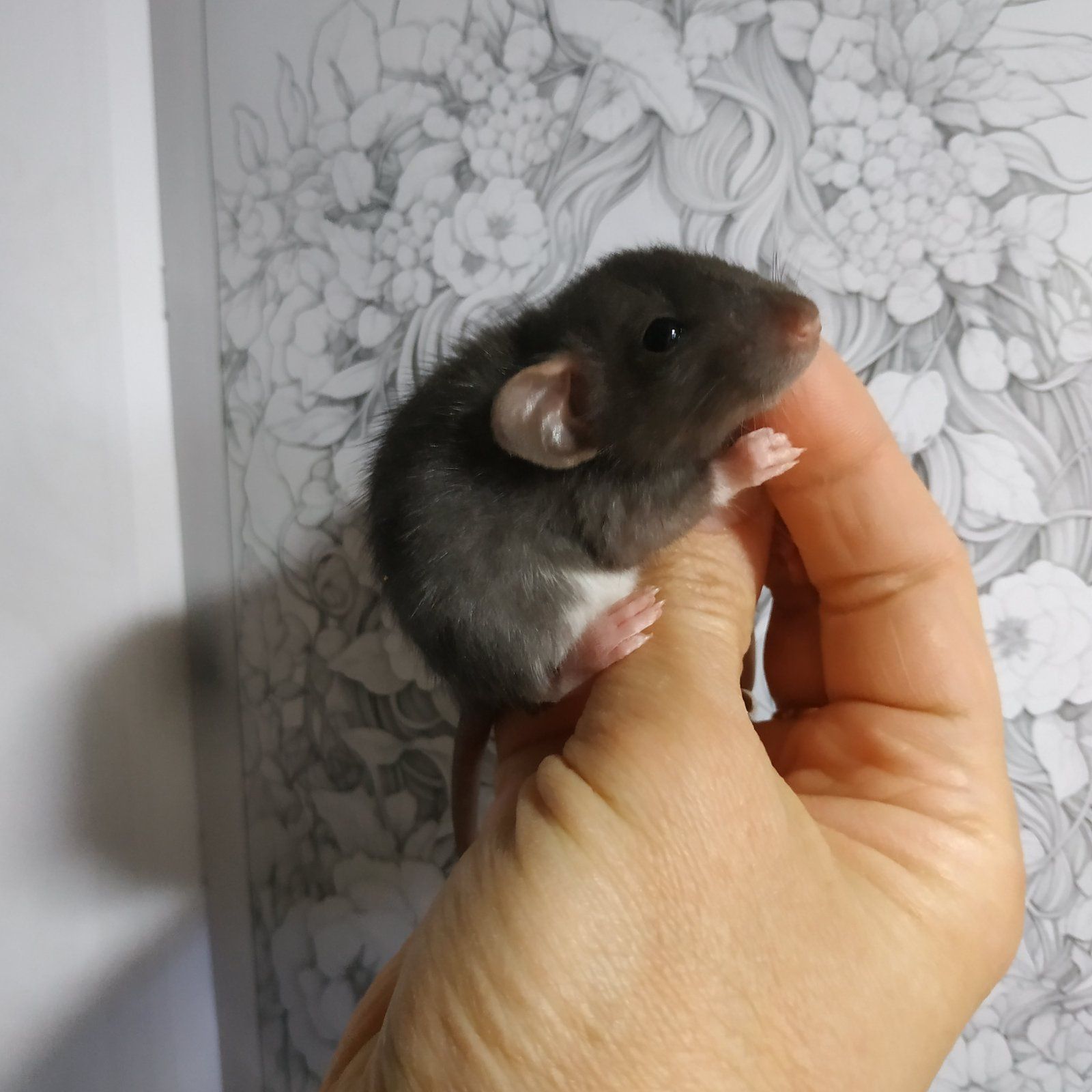 Стандарт крыски белые черные Дамбо крысята доставка крыса домашняя