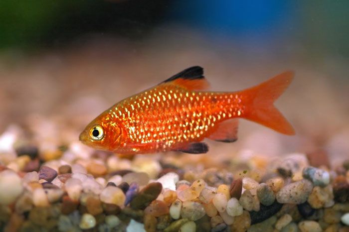 Brzanka różowa - Pethia conchonius