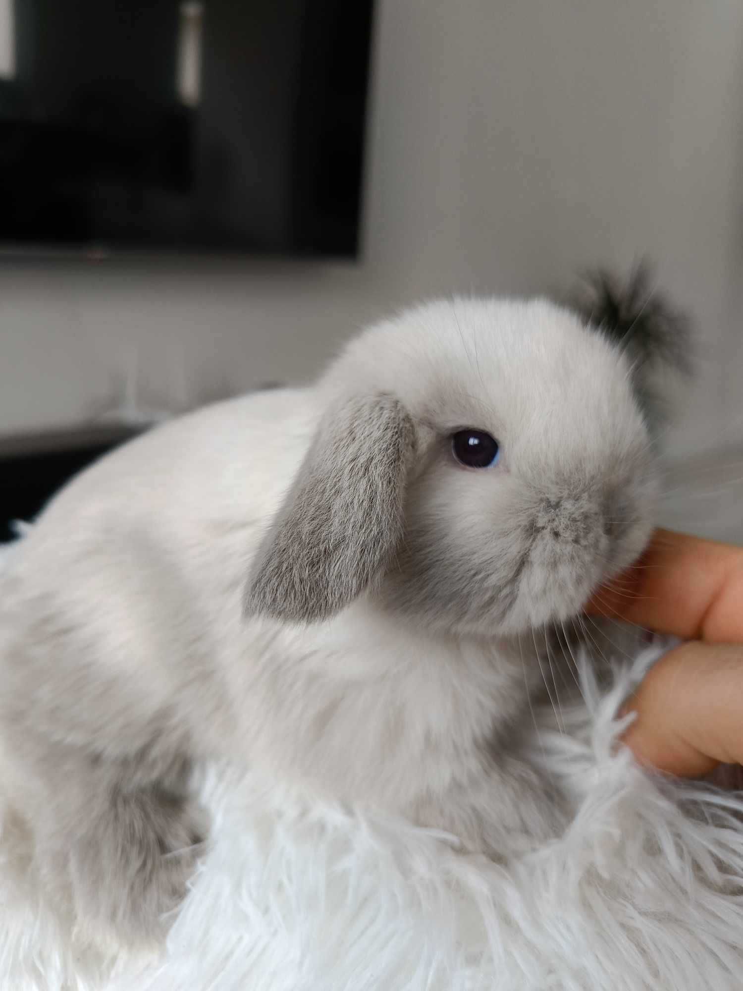 Mini lop karzełek Teddy hodowla zarejestrowana