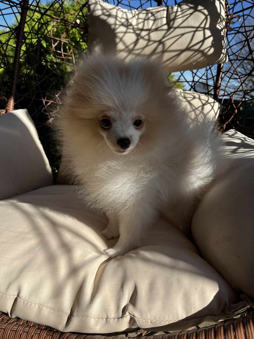 Cudowny chłopczyk szpic miniaturowy Pomeranian