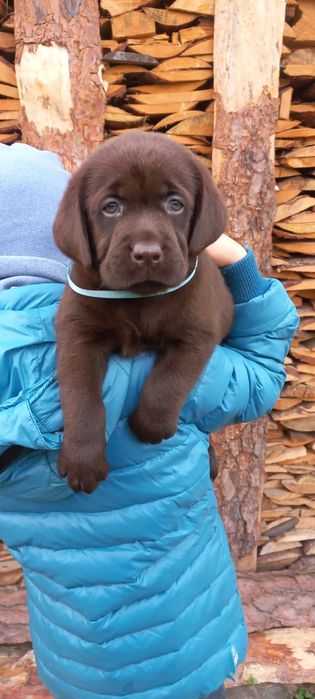 Лабрадор Ретрівер цуценята від розплідника