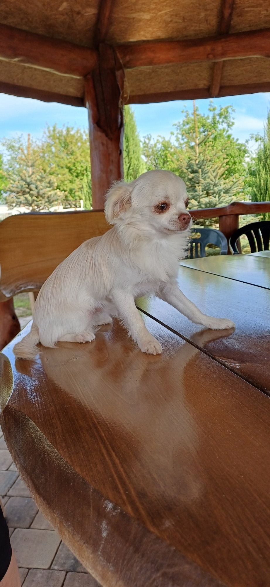Piesek chihuahua FCI