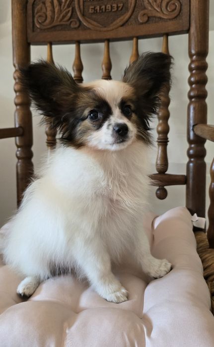 Papillon Spaniel kontynentalny miniaturowy  - sunia - ZKwP/FCI