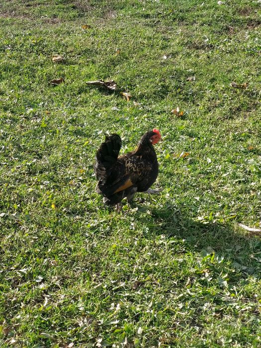 Продам декоративні кури (бентамка)