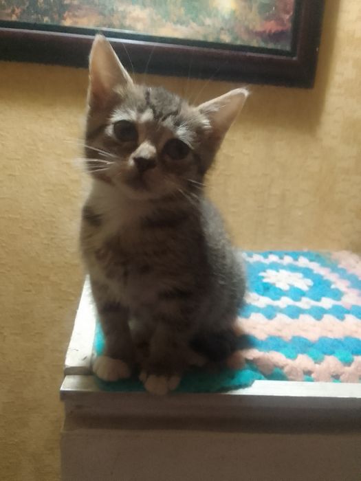 Кицюша в добрі руки.