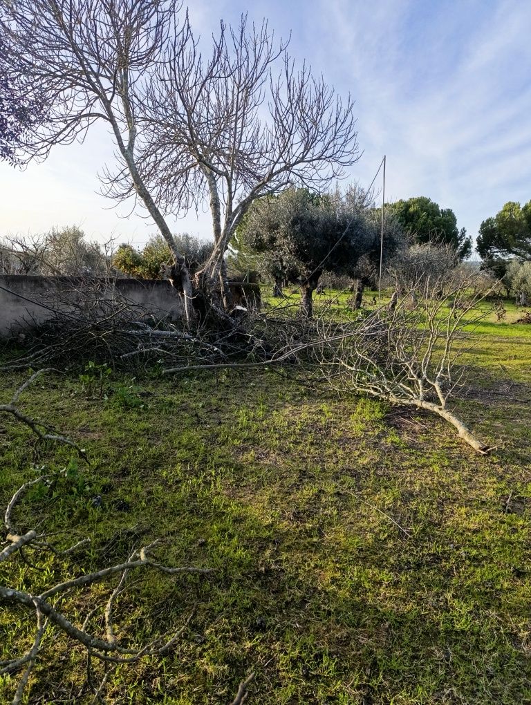 Corte de árvores