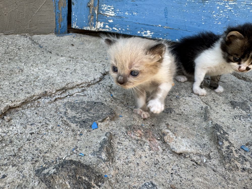 Віддам кошенят в хороші руки