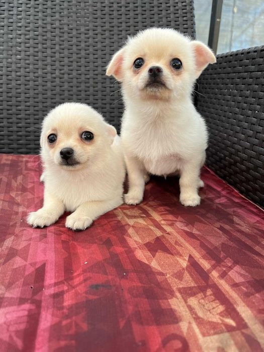 Гарнюні дітки, дівчинка та хлопчик.