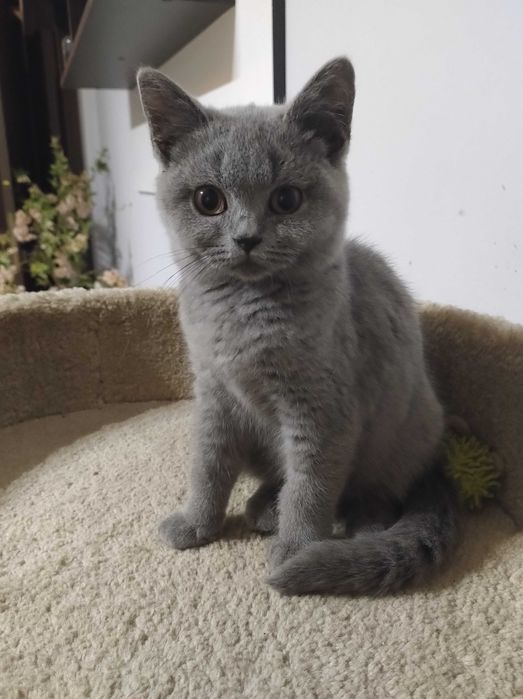 Kotka Brytyjska Niebieska z prawdziwym rodowodem FPL