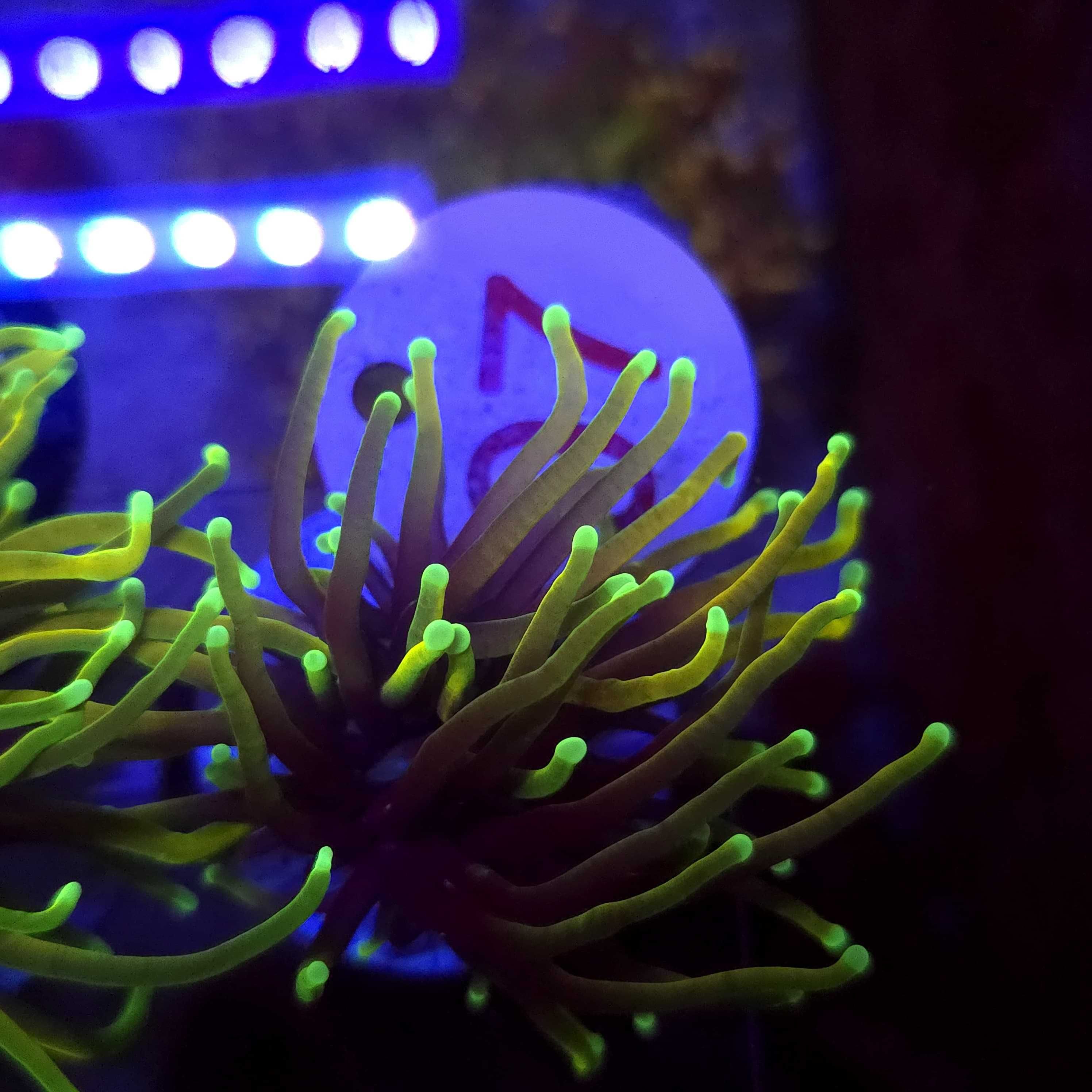 Euphyllia Glabrescens Indo Gold WYSIWYG #97