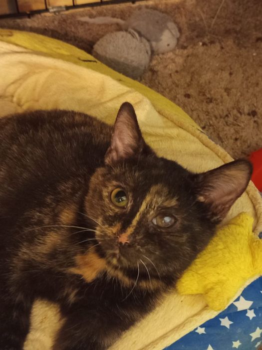 3 miesięczna kotka szuka domu niewychodzącego