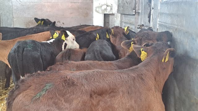 Sprzedam cielaki mięsne byki jałówki