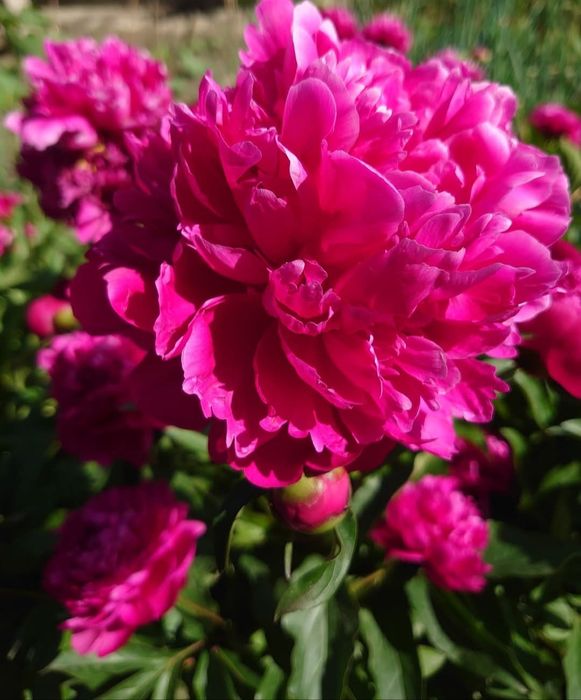 Півонії білого кольору Festiva Maxima, бордова Felix Crousse