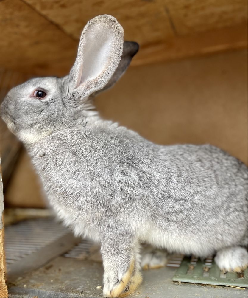 Кролики, крольчата, полтавское серебро, разные породы.