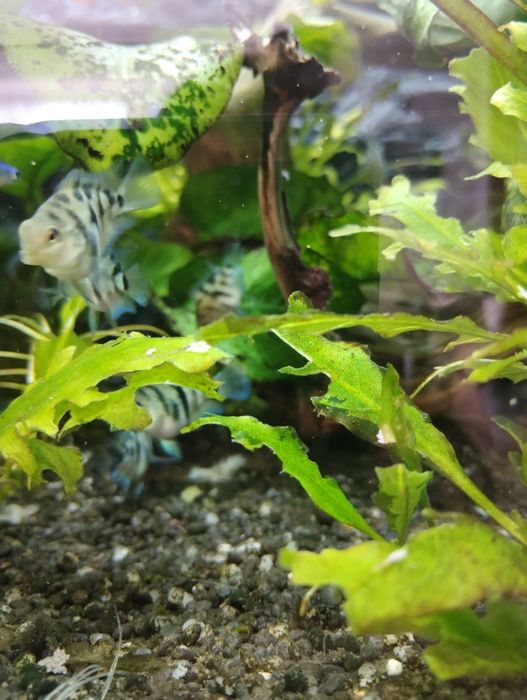 Pielęgnice zebra