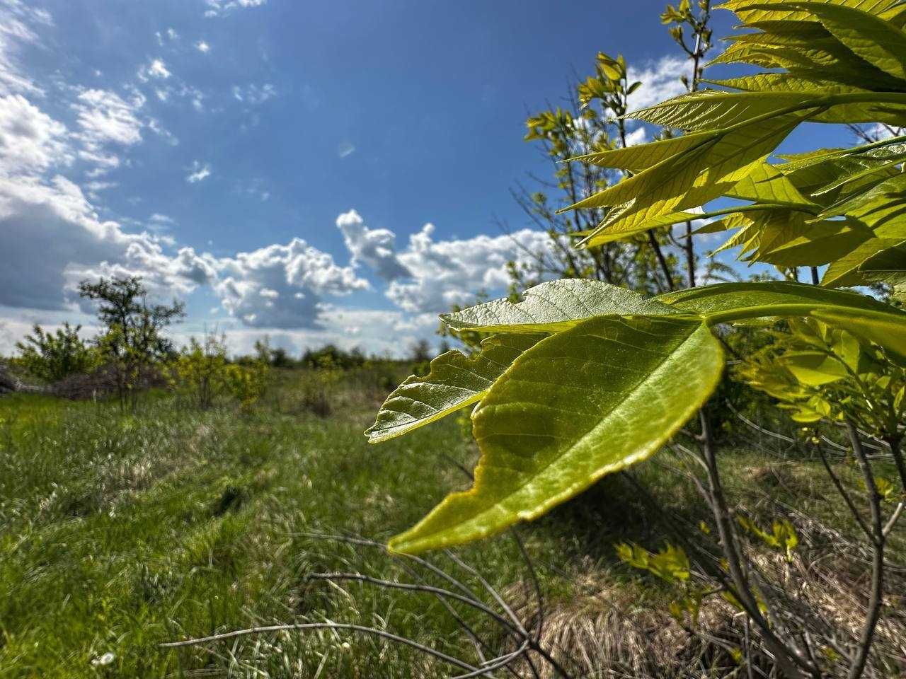 Продаж земельної ділянки 70,81 соток (ОСГ). Біля лісосмуги. ID:714