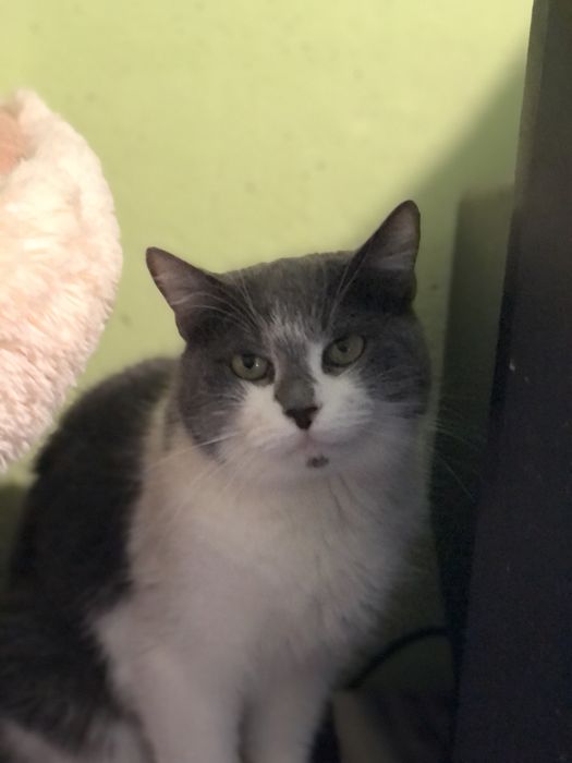 Доросла покинута кішечка шукає нову родину