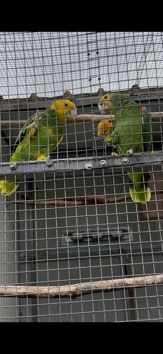 Casal Amazonas Oratrix