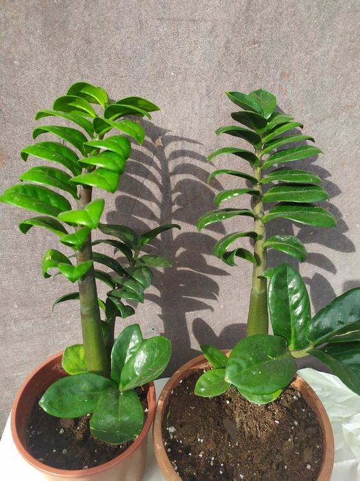 Заміокулькас Зензі, звичайний