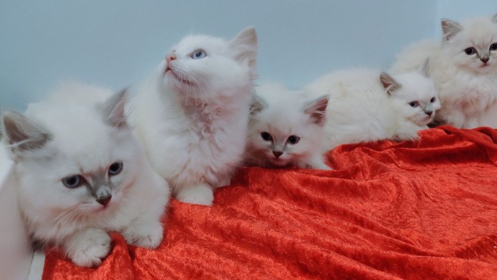 Śliczne kocięta Ragdoll gotowe do odbioru!