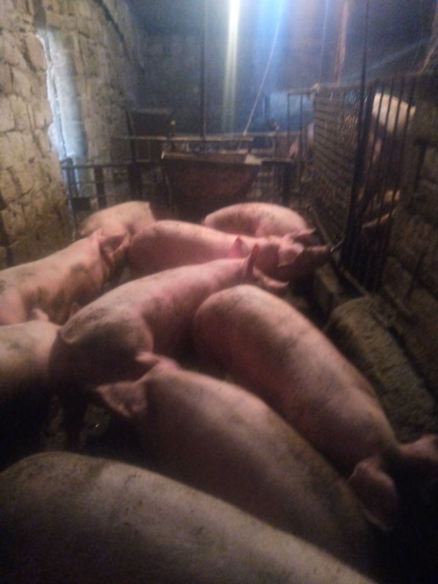 Свиньи мясные, беконные, сальные вес 150+ кг