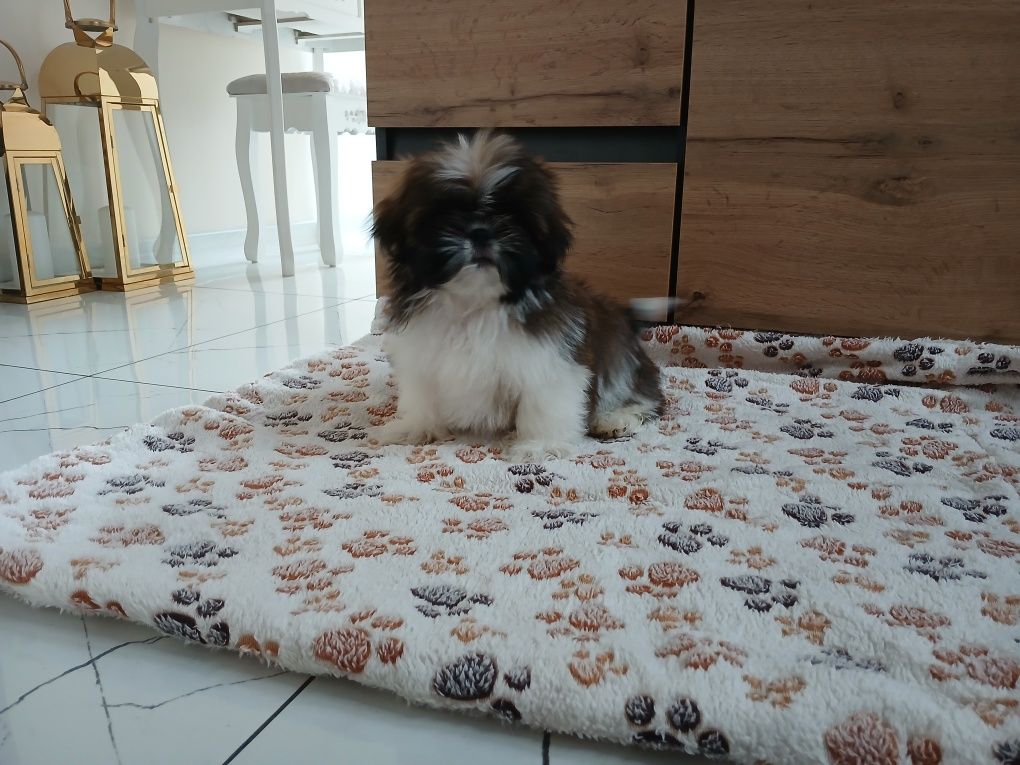 Piesek Shih-tzu z Rodowodem