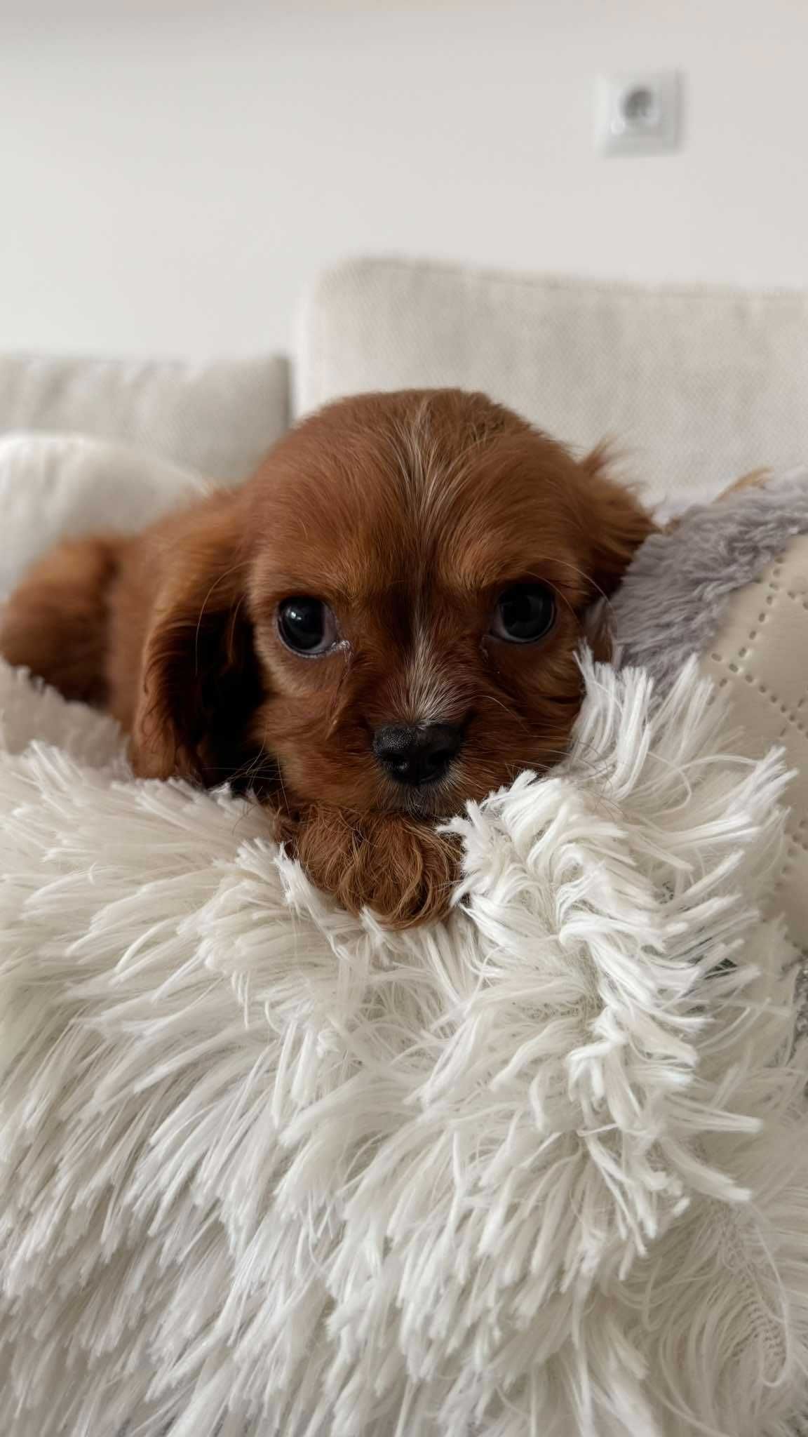 Chłopczyk Ruby Cavalier King Charles Spaniel z Rodowodem