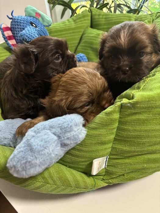 Shih tzu Sunie i samce z genem czekolady pełny rodowód ZHPR UCI