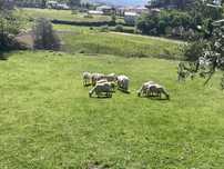 Tosquia de ovelhas