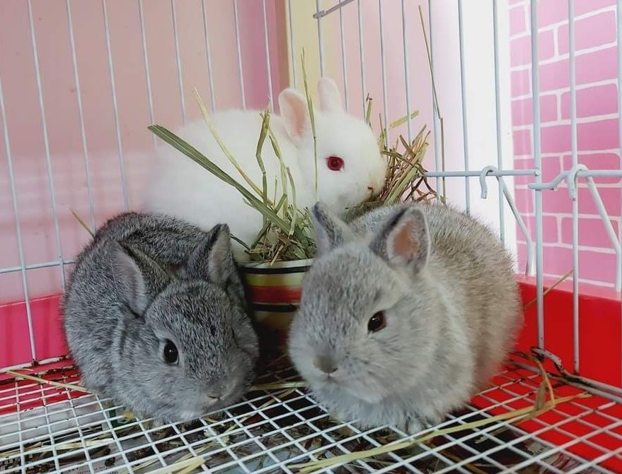 KIT Coelhos anões angorá e holandês mini muito fofos