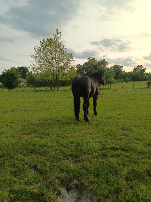 Sprzedam ogiera zimnokrwistego