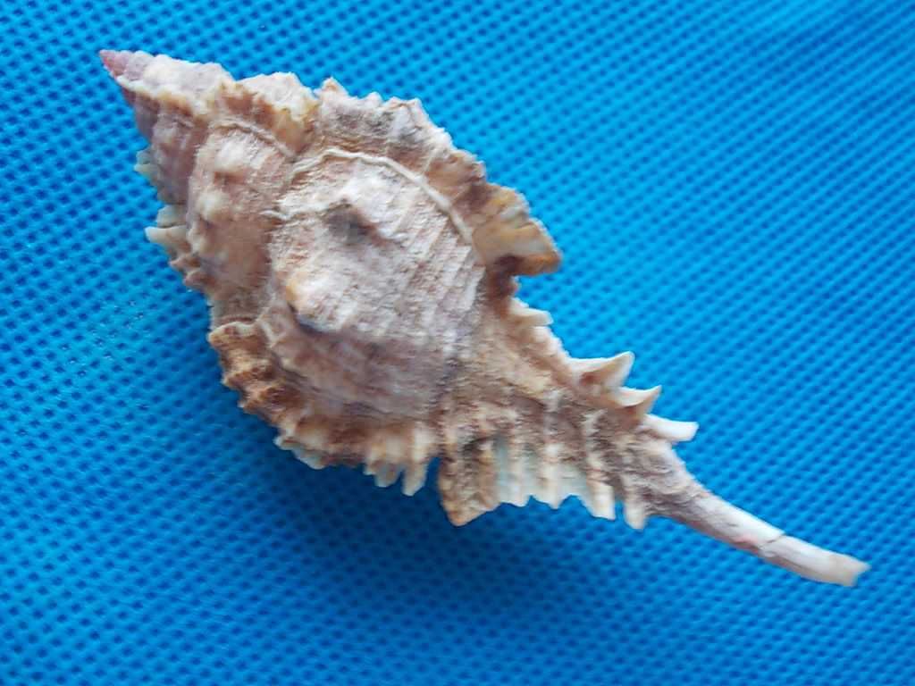 Muszle morskie- Naquetia barclayi