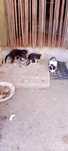 Doase gatinhos bebes  eles já estão a comer ração quem quiser um diga