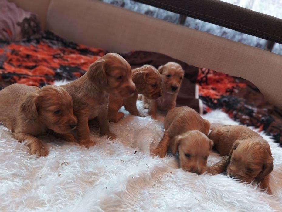 Witam mam do sprzedania piękne pieski Cocker spaniel