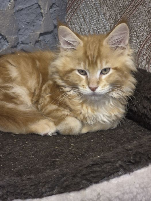 Шикарний кіт Мейн кун на вязку