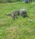 Cane Corso Italiano