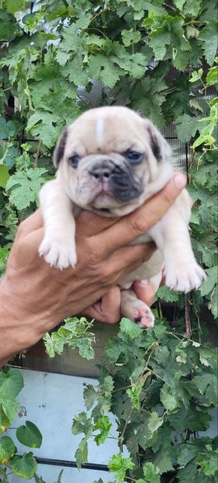 Французький бульдог