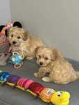 Maltipoo F1-maltańczyk/Pudel Toy z badaniami gen -Piesek -30,08