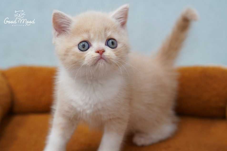 Шотландське кошеня кремового кольору. З документами!