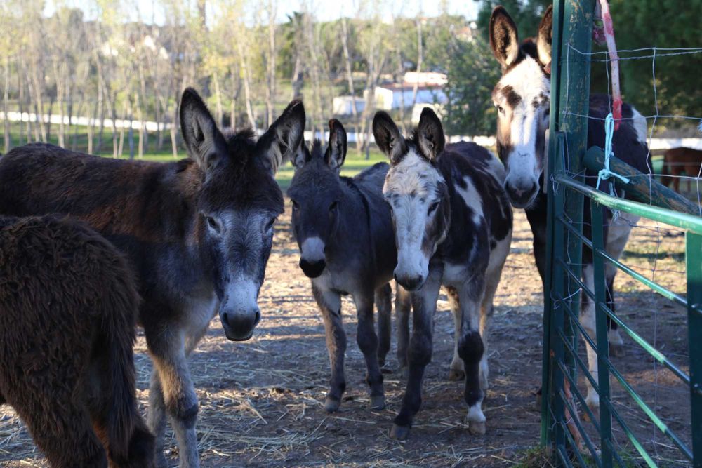 Vendem-se burros/as
