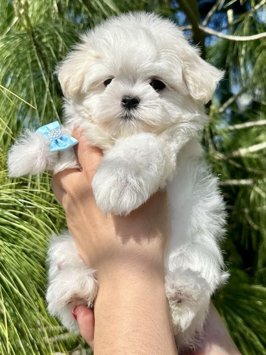 Малишка Мальтезе  міні