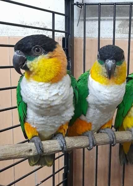 casal marianinha cabeça  preta