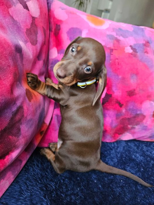 Jamnik Suka czekoladowa brązowa