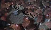 Kury Nioski Kolorowe Rosa Dominant Leghorn Lohman Leghorn