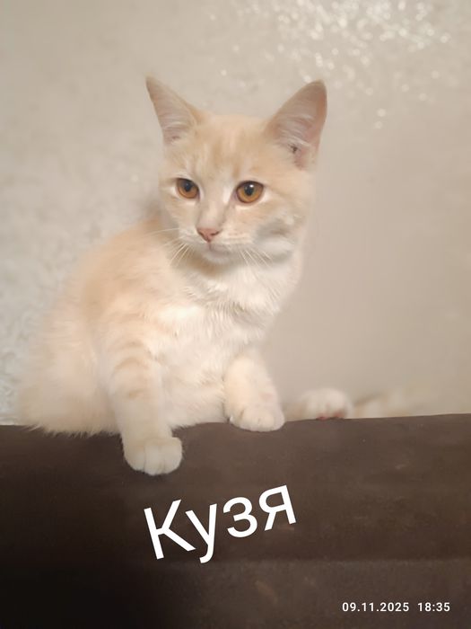 отдам котят в хорошие руки