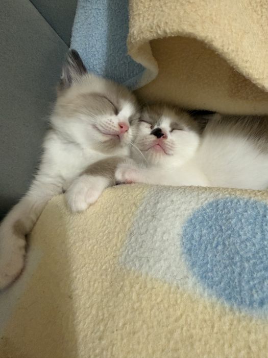 Gatos bebes para adopcao responsable