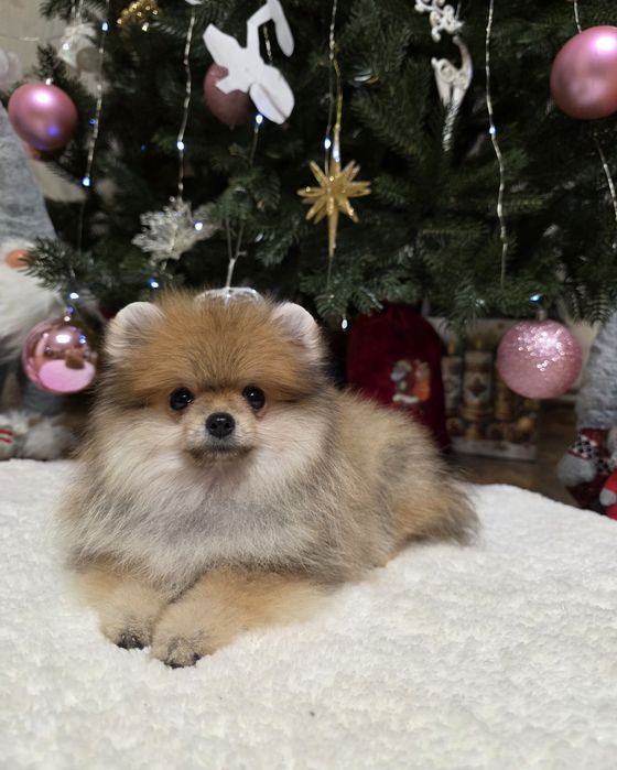 Маленькі пухнастики під ялинку